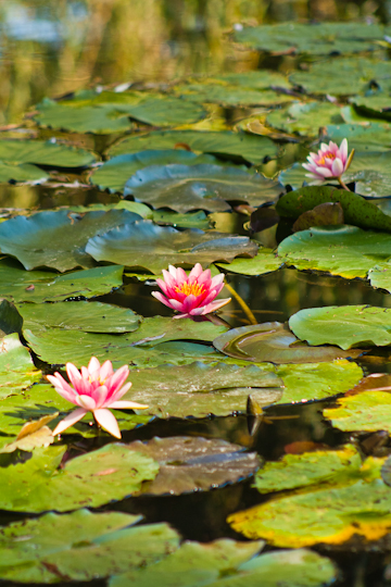 A Day Trip to Giverny: Monet’s House and Gardens