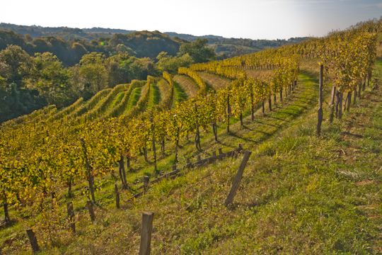 Regional Wine Festivals in France