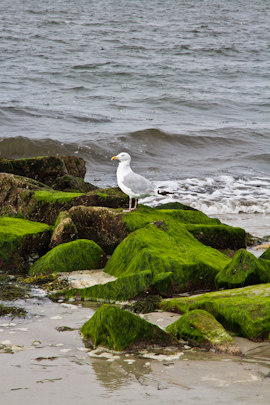 My Visit to the U.S. in Photos
